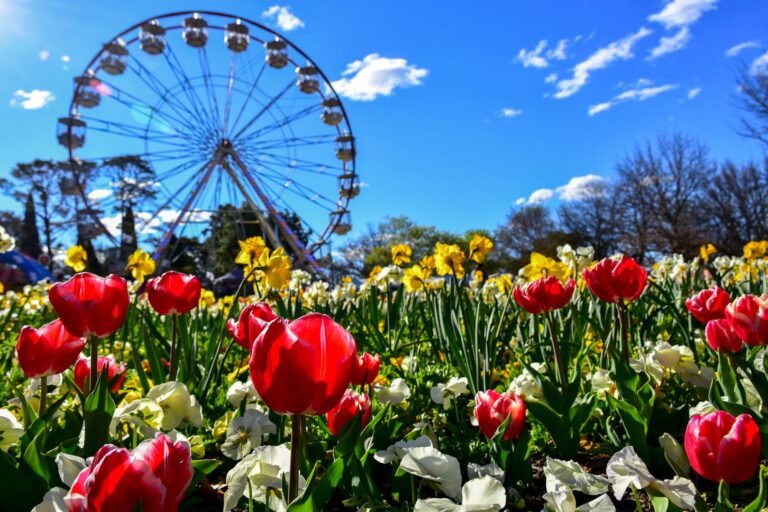 Colorful beautiful tulip flowers in the foreground with ferris wheel in the background at Floriade Festival Commonwealth Park Canberra ACT Australia in September spring with blue sky in daylight