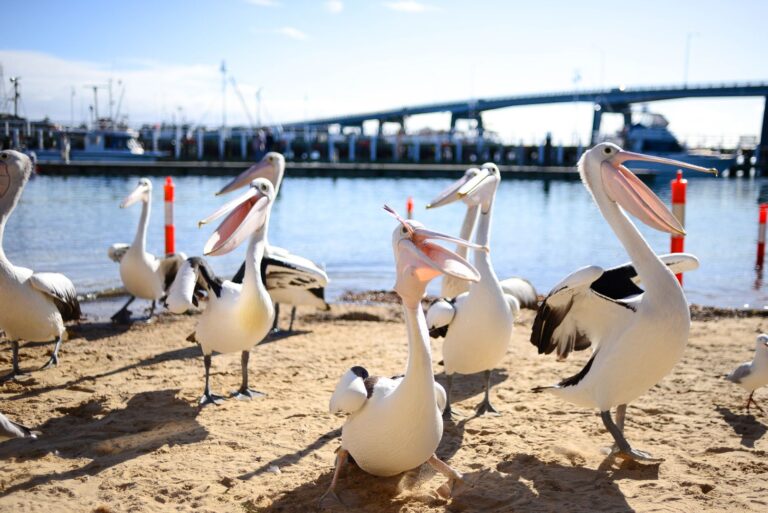 Pelicans - wildlife - Philip Island, Victoria, Australia