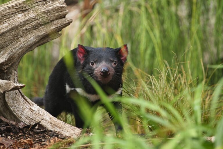 Tasmanian devil. Amazing creature pose in beautiful light. Fantastic scene with danger animal. Very rare and unique animal.